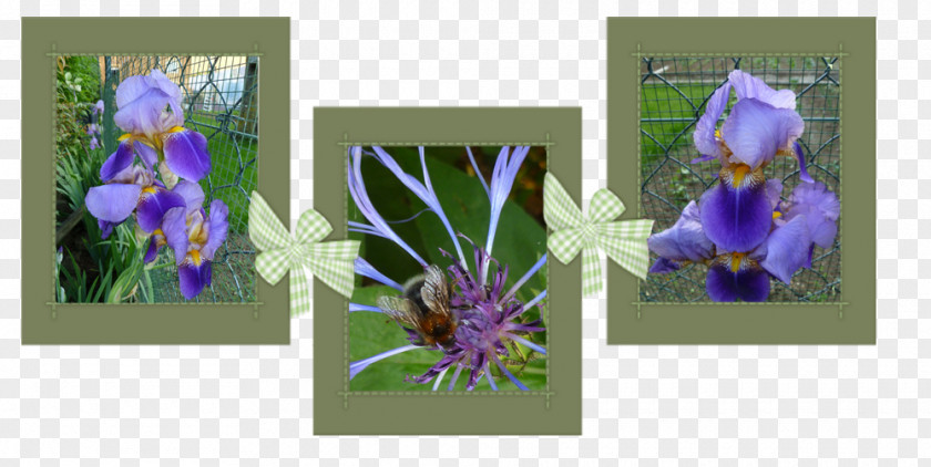 Design Floral Cut Flowers Picture Frames Wildflower PNG
