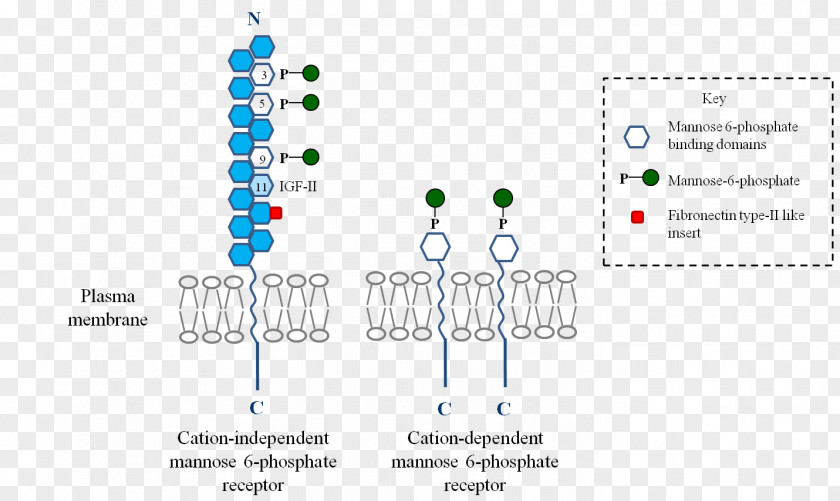 Mannose 6-phosphate Receptor Lysosome Organelle PNG