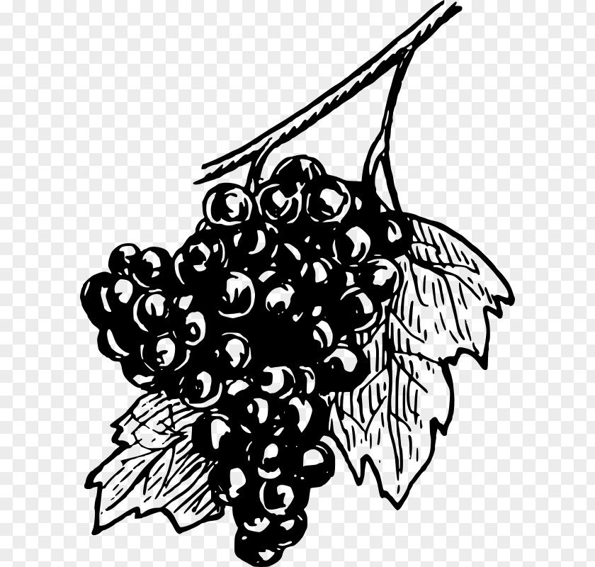 Wine Common Grape Vine Concord Clip Art PNG