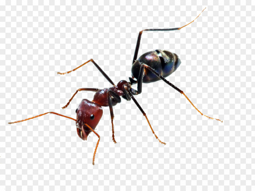 Ant Insect PNG