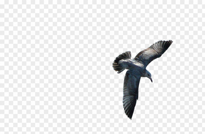 Flying Bird Feather Owl Gulls Beak PNG