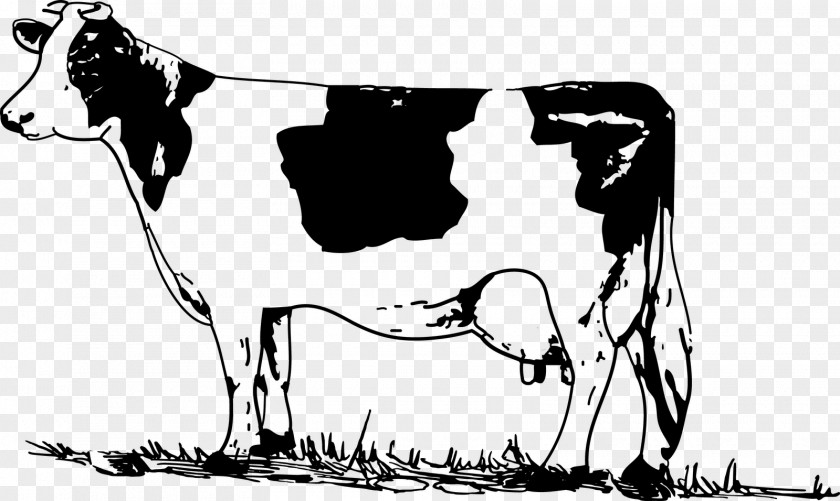 Holstein Friesian Cattle Welsh Black White Park Jersey Clip Art PNG