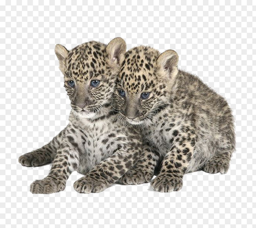 Leopard Felidae Tiger PNG