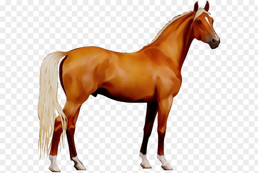 Livestock Horse Grooming Watercolor Animal PNG