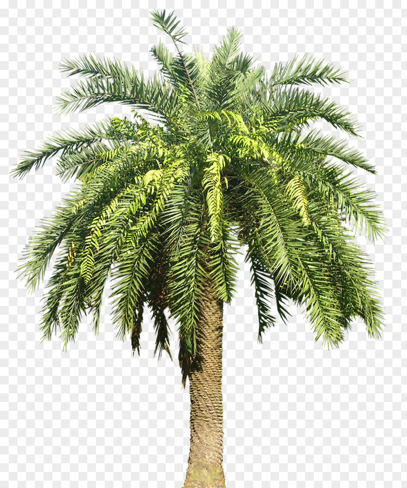 Palm Plant Image Archontophoenix Cunninghamiana Date Tree Subtropics PNG