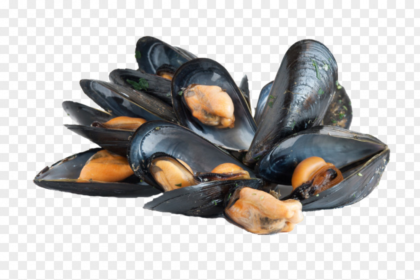 Rainbow Seafood HD Clips Blue Mussel Bivalvia Bony Fishes Clam Oyster PNG