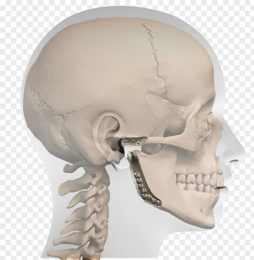 Teeth Model Nose Standard Anatomical Position Horizontal Plane Temporomandibular Joint Anatomy PNG