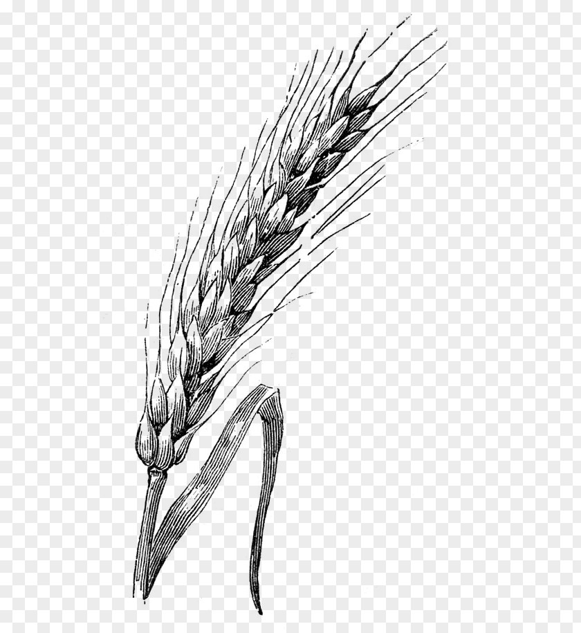 Wheat Drawing Watercolor Painting Sketch PNG