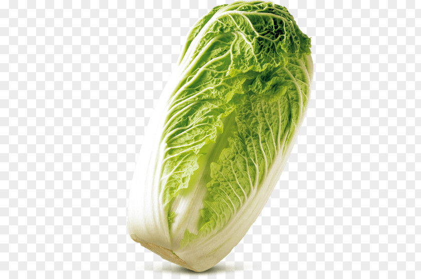 Chinese Cabbage Romaine Lettuce Cruciferous Vegetables Rutabaga Spring Greens PNG