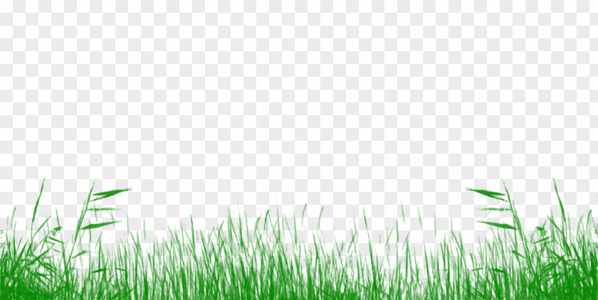 Lawn Meadow Grassland Grasses Desktop Wallpaper PNG