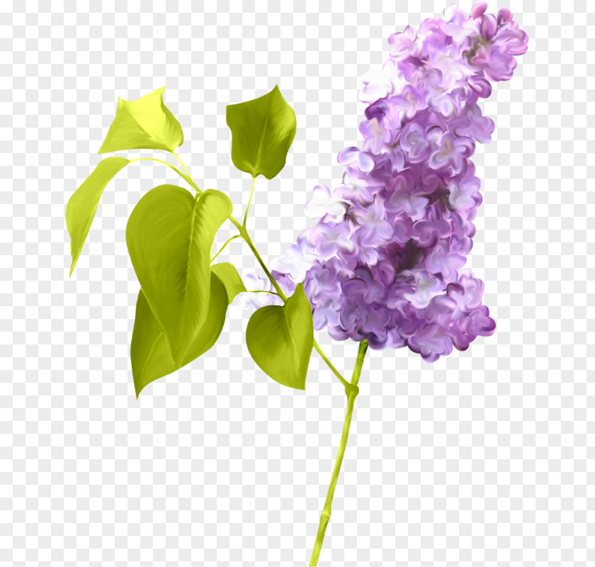 Lilac Photography Clip Art PNG