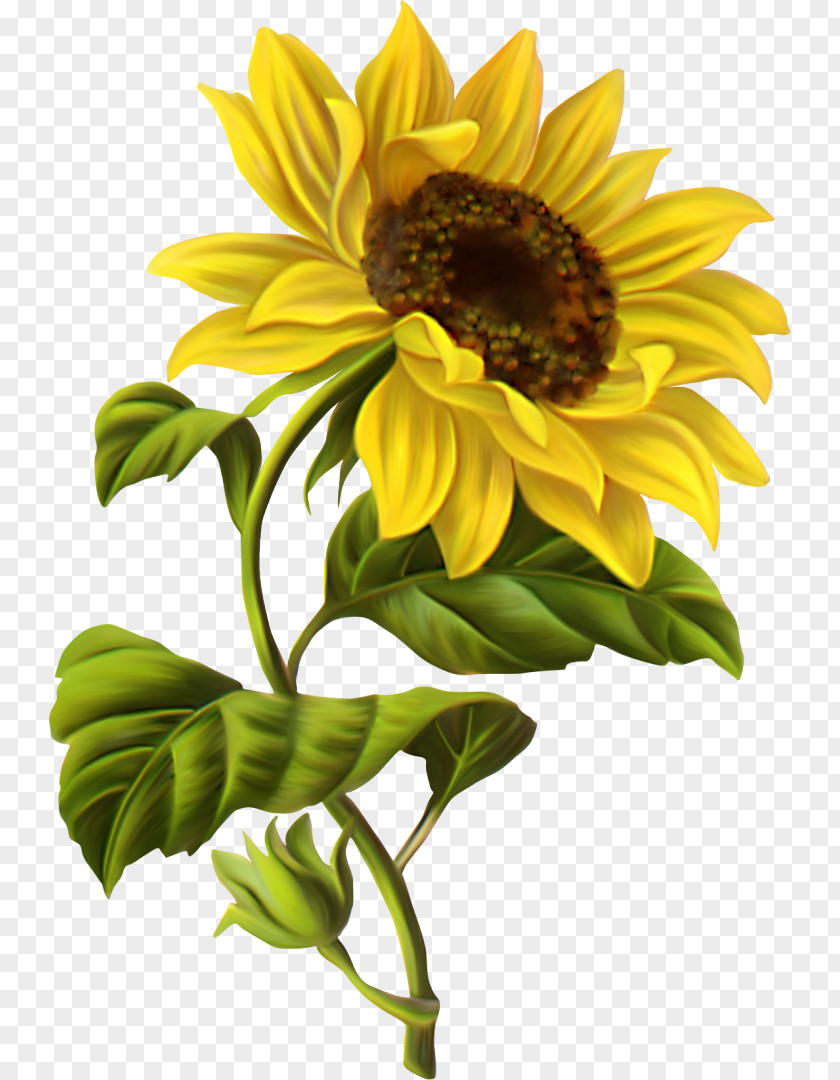 Painting Common Sunflower Drawing Watercolor Sketch PNG