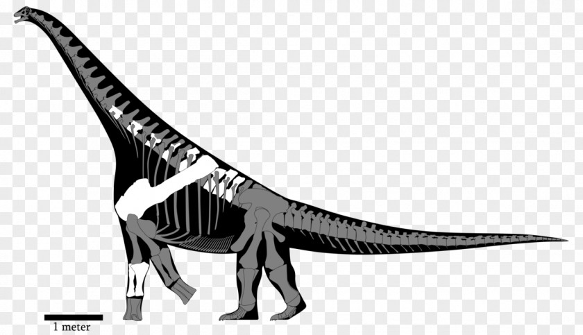 Reconstruction Tyrannosaurus Yongjinglong Alamosaurus Opisthocoelicaudia Nemegtosaurus PNG