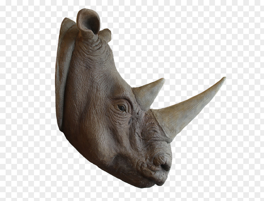 Rhino Head Rhinoceros Snout Horn Animal Cuteness PNG