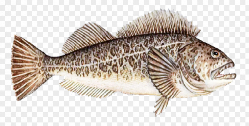 Bass Perch Fish Bony-fish Tilapia Ray-finned PNG