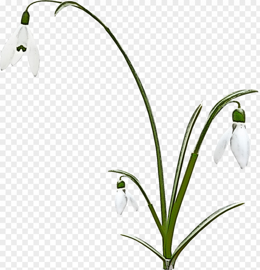Flower Snowdrop Plant Summer Snowflake Galanthus PNG