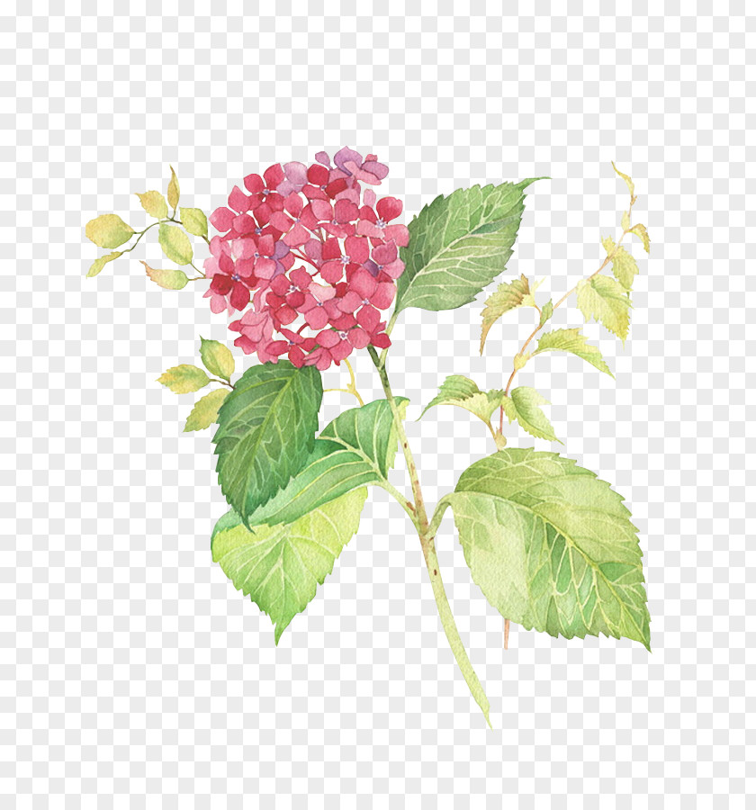 Watercolor Flower Painting Drawing Art PNG