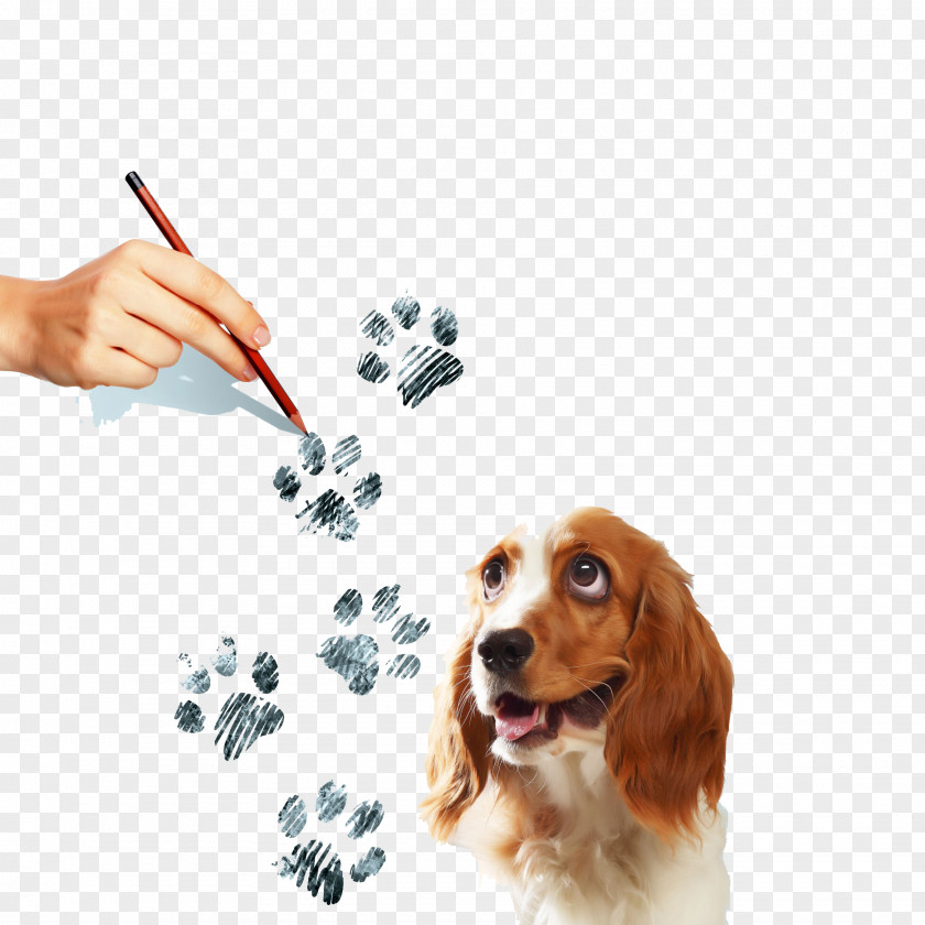 Hand Painted Dog Prints Beagle Puppy Spaniel Paw Illustration PNG