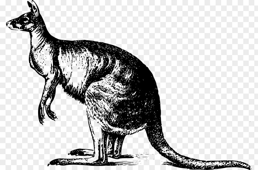 Kangaroo Red Australia Clip Art PNG