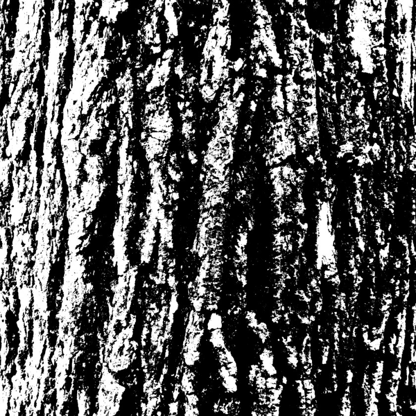 Scratches Black And White Tree Branch PNG