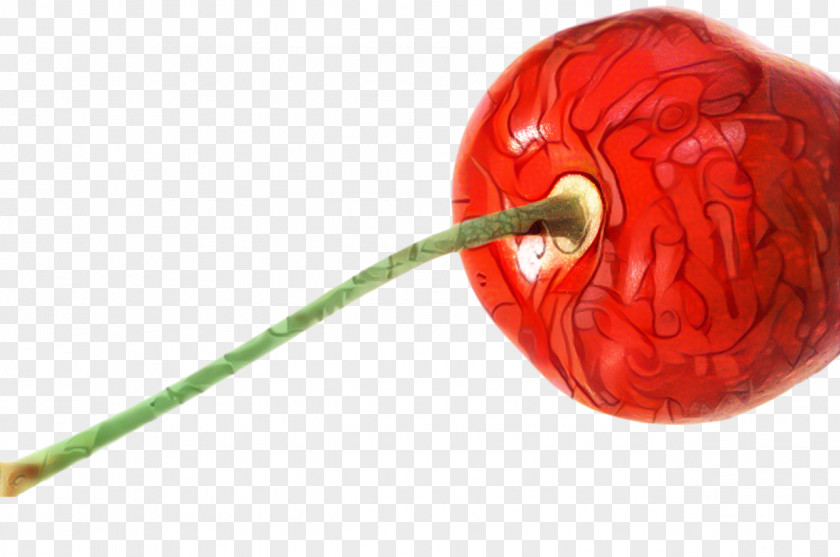 Anthurium Plant Fruit Cartoon PNG