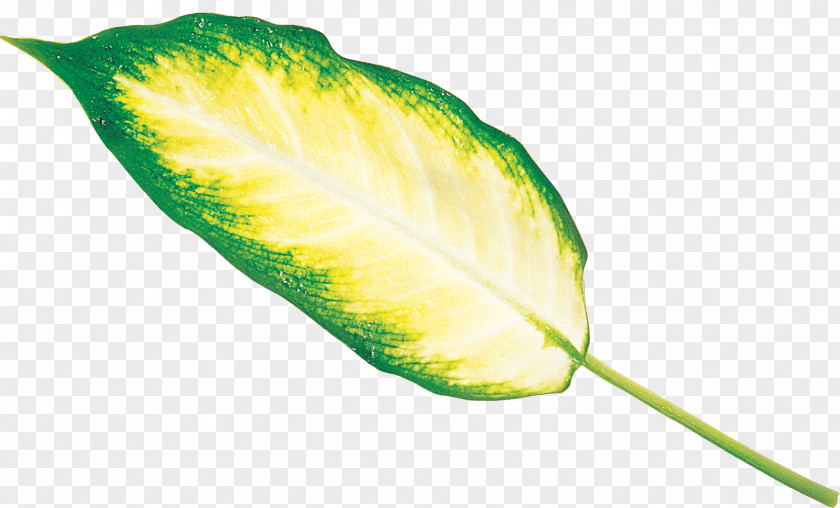 Leaf Plant Stem Archive File RAR PNG