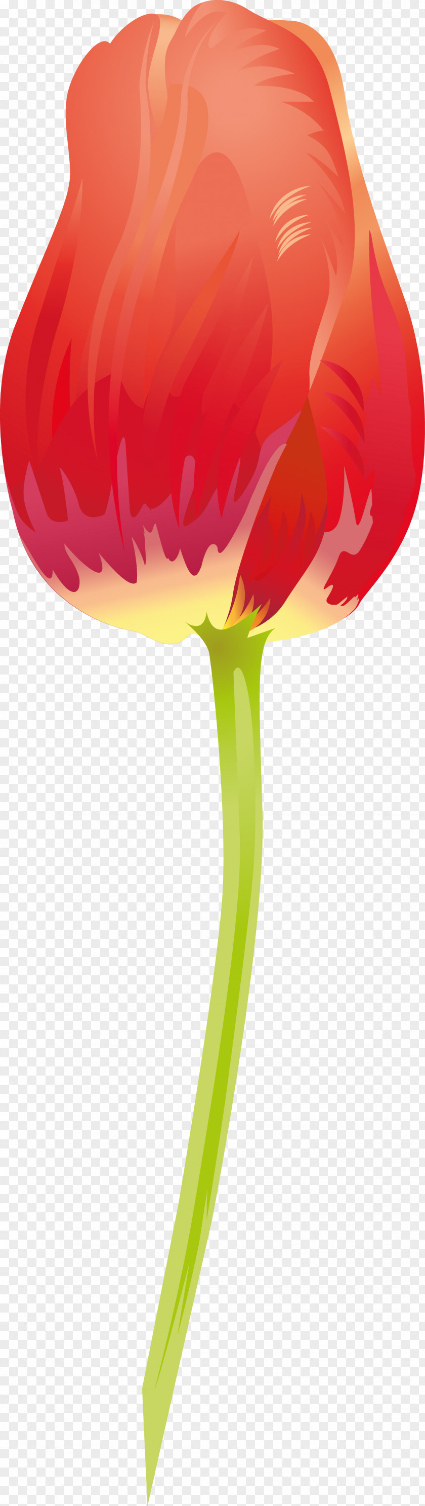 123 Flowering Plant PNG