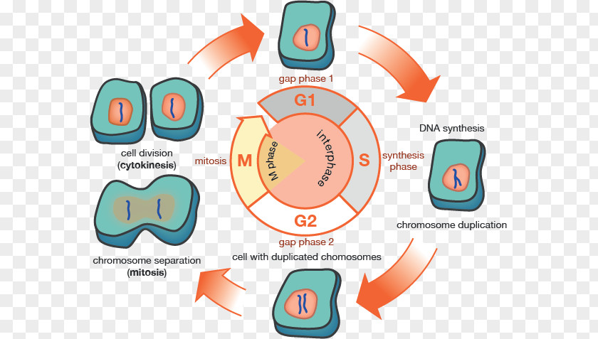 Biological Medicine Catalogue G1 Phase G2 Cell Cycle Mitosis Interphase PNG