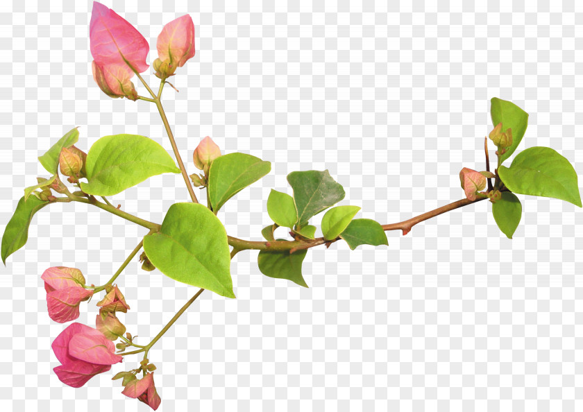 Bougainvillea Flowers Flower Clip Art PNG