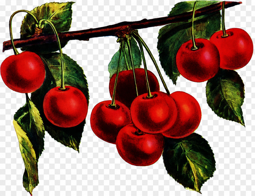 Cherry Plant Fruit Leaf Tree PNG