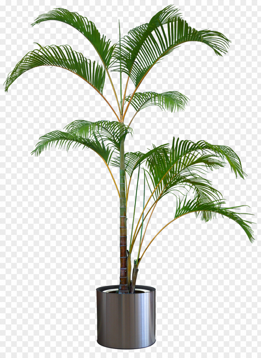 Plant Dragon Tree Flowerpot Houseplant PNG