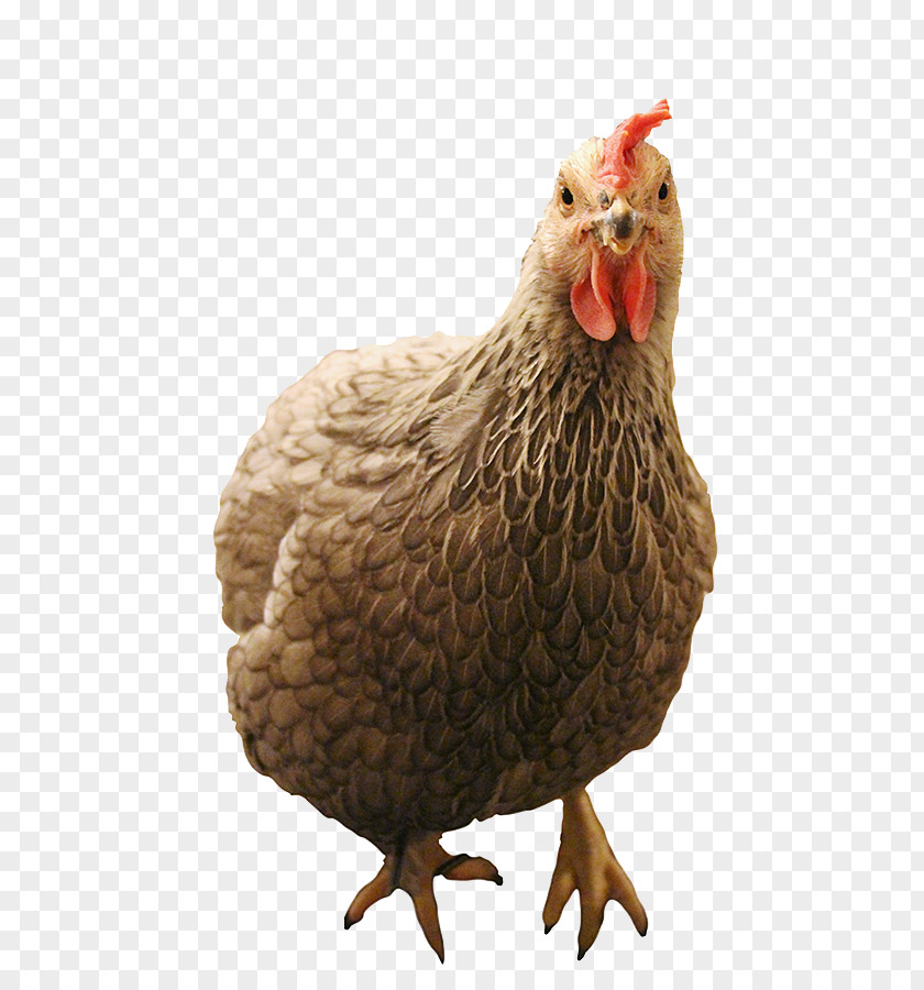 Rooster Leghorn Chicken Free-range Eggs Poultry PNG