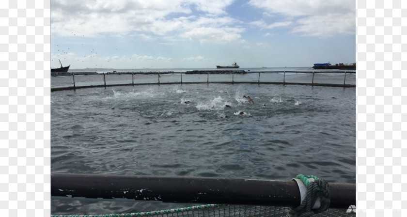 Water Transportation Resources Boating PNG