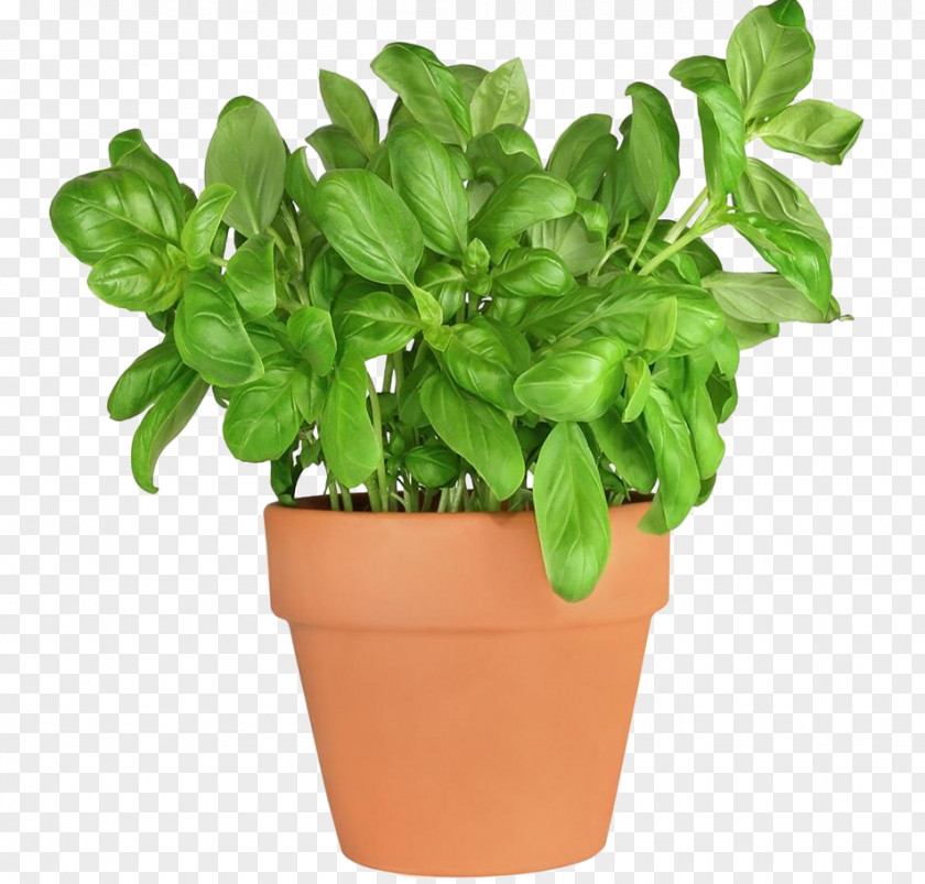 Basil Fines Herbes Herbaceous Plant Parsley PNG
