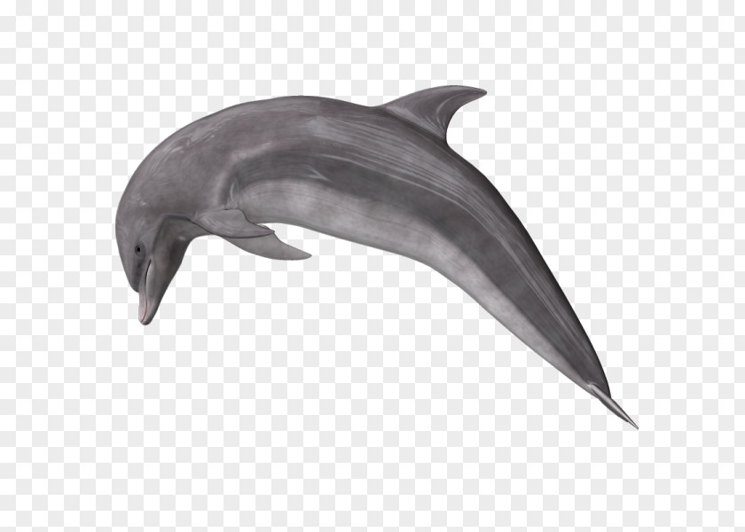 Dolphin Common Bottlenose Short-beaked Rough-toothed Wholphin PNG
