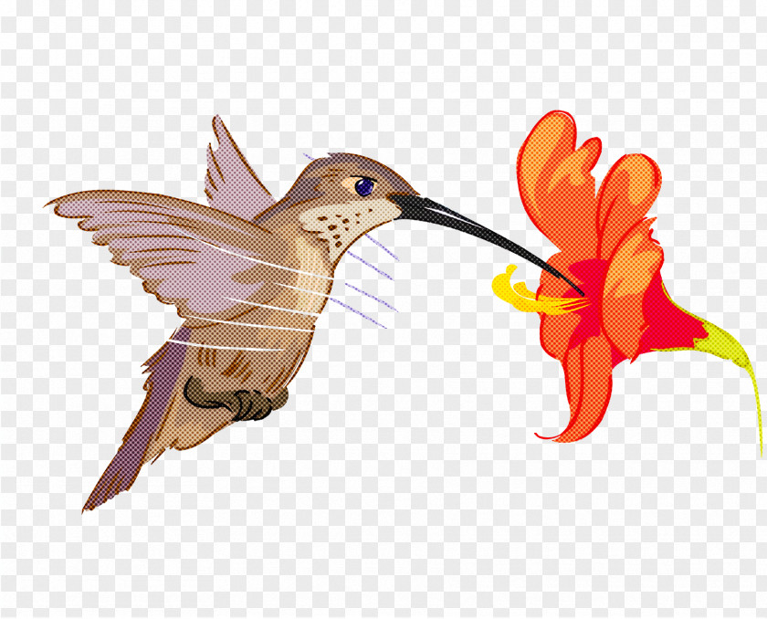 Hummingbirds Insect Beak PNG