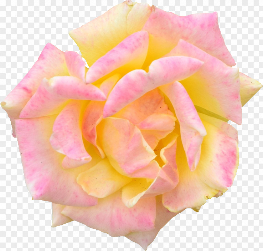 Pink Lamp Garden Roses Cabbage Rose Floribunda PNG
