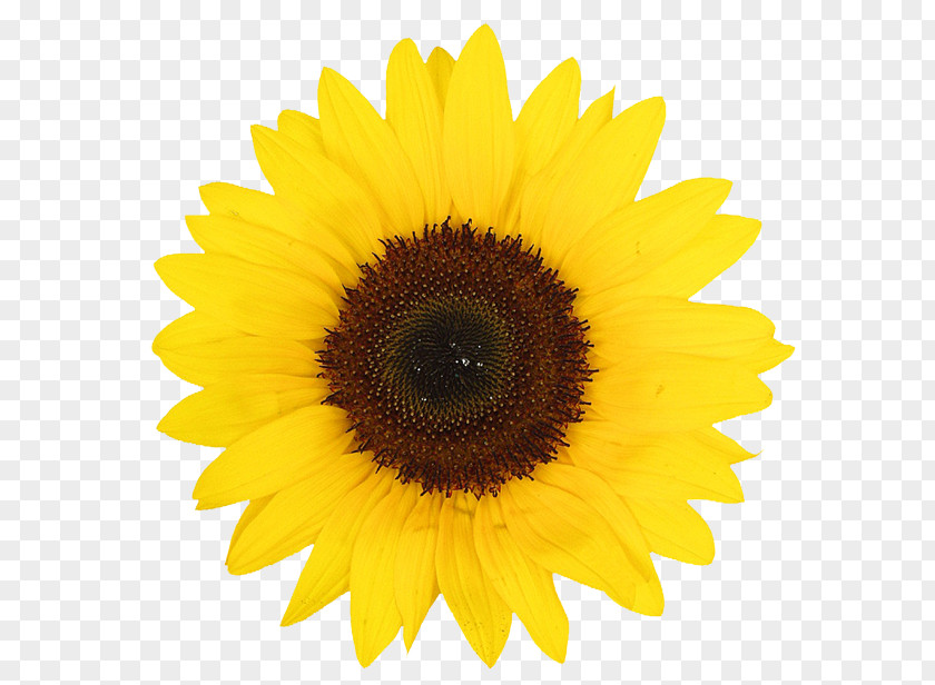 Sunflower Common Oil Seed Desktop Wallpaper PNG