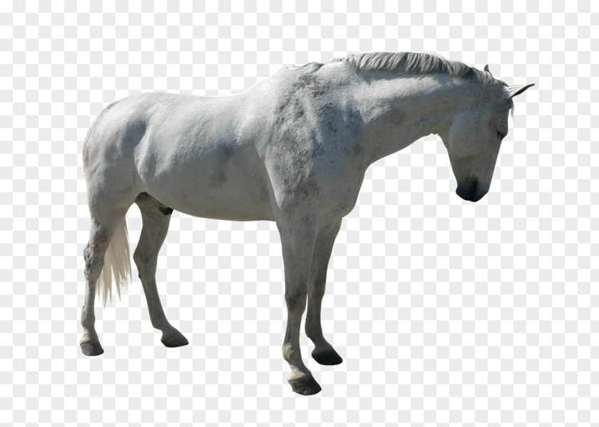 Cabal Stallion Mustang Adobe Photoshop Mane PNG