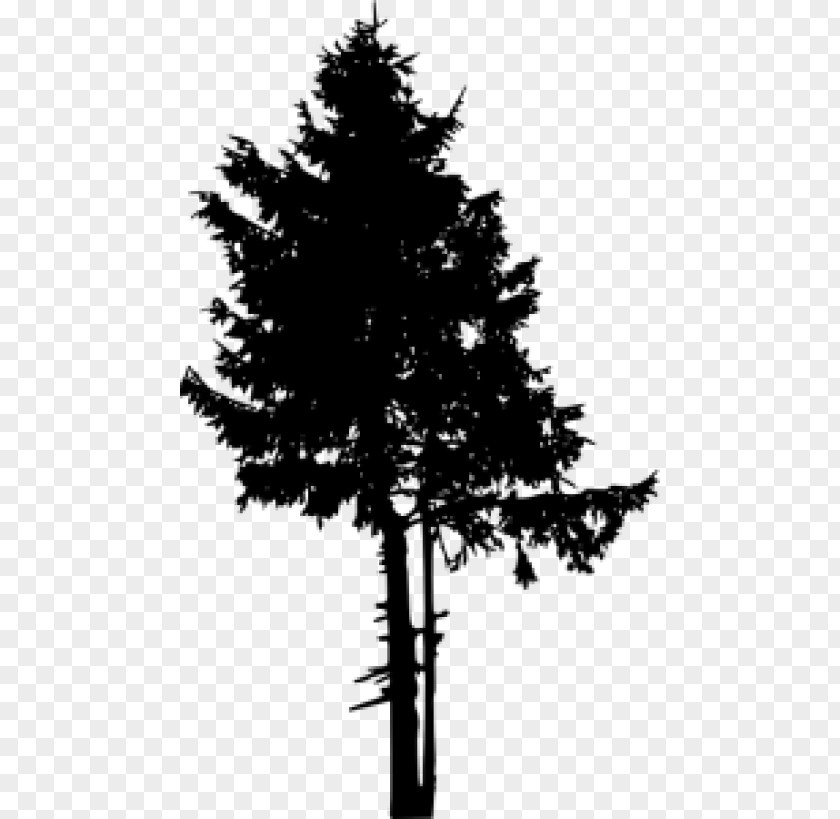 Christmas Tree Silhouette Black Pine Clip Art PNG