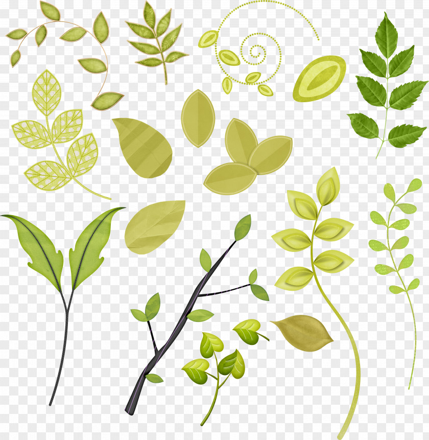 Leaf Plant Stem Floral Design Clip Art PNG