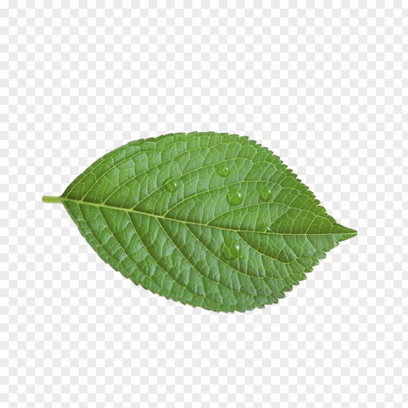 Leaves Photography Royalty-free U30b9u30c8u30c3u30afu30d5u30a9u30c8 Illustration PNG