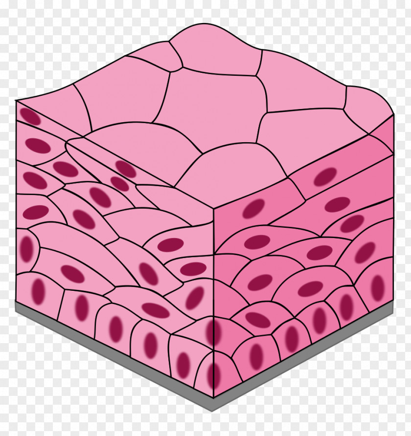 Simple Squamous Epithelium Cuboidal Columnar Stratified PNG