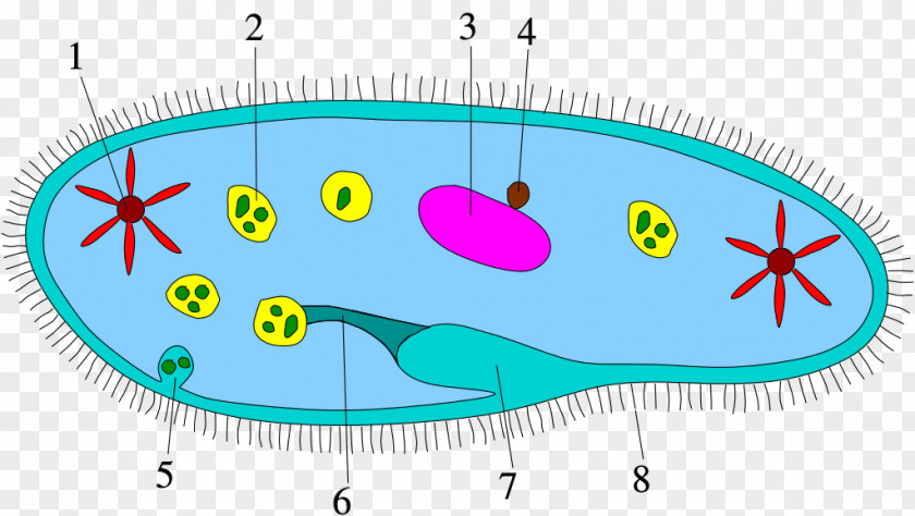 Trichome Virus Cell Protist Bacteria Ciliate Biology PNG