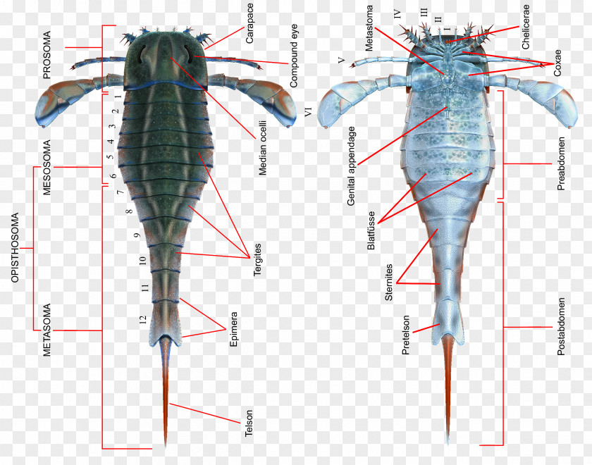 Anatomical Eurypterid Eurypterus Silurian Scorpion Pterygotus PNG