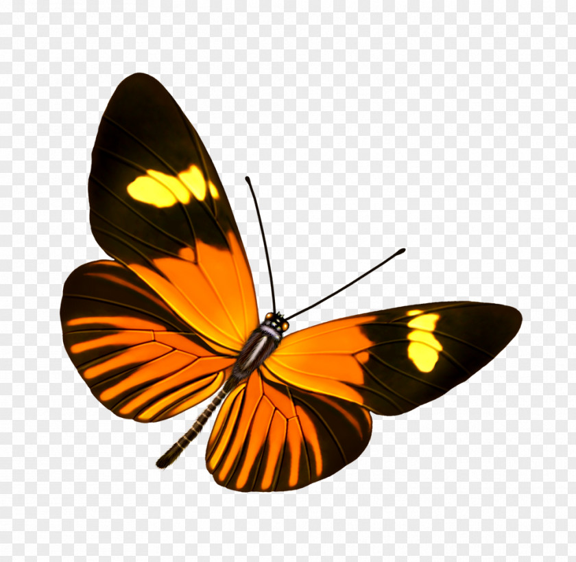 Butterfly Raster Graphics PNG