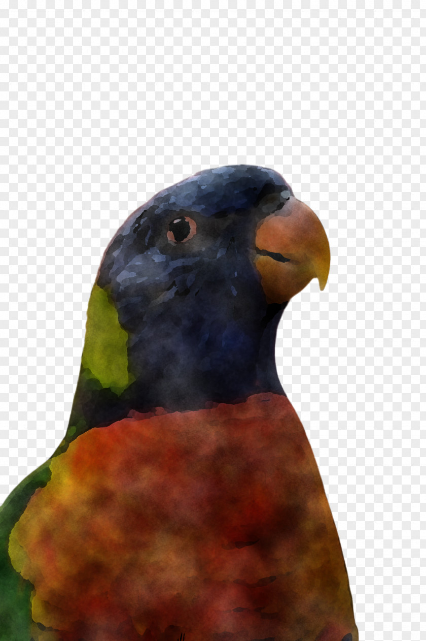 Feather Wildlife PNG