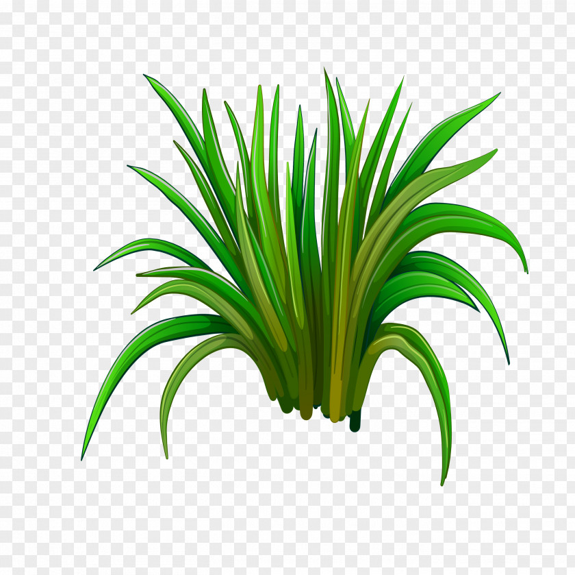 Green Grass Leaf Herbaceous Plant PNG