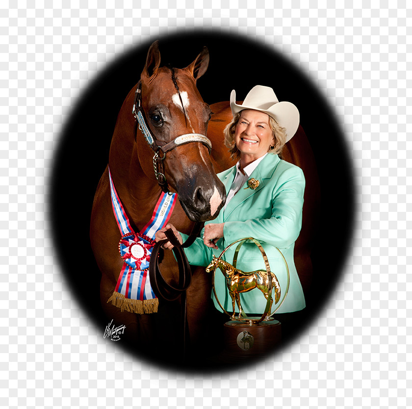 Horse Halter Stallion Western Riding Bridle PNG