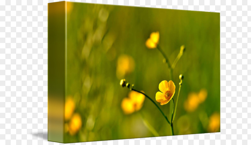 Meadow Flowers Stock Photography Yellow Royalty-free PNG